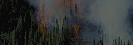Ropa forestal